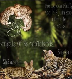KaruCats & Dogs